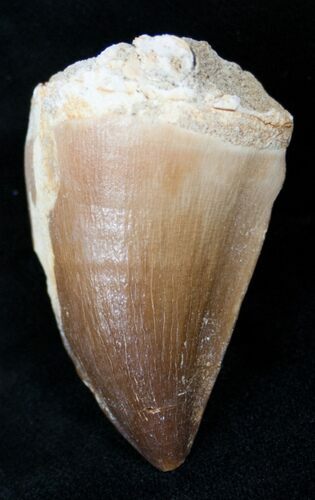 Mosasaur (Prognathodon) Tooth #14229